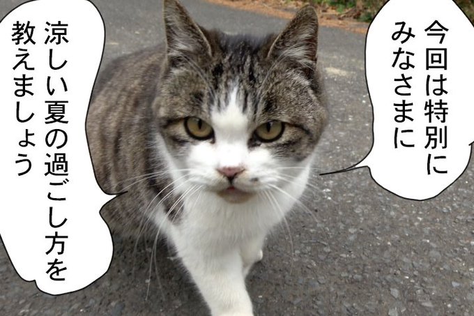 田代島 を含むマンガ一覧 ツイコミ 仮