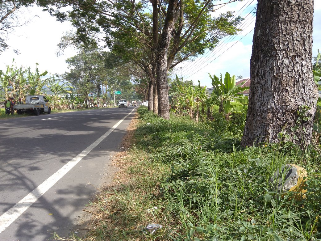 AAyodia's tweet photo. Menyongsong HUT Proklamasi kemerdekaan Republik Indonesia Ke-73, ruas jalan Nasional di wilayah PPK.S 01 Wonosobo dipercantik. Seperti pada ruas Selokromo - BTS Kota Wonosobo di km Mgl 72+900, nampak sejumlah pekerja sedang membersihan bahu jalan serta mengecat pohon ayoman. #Ant https://t.co/dCx1A9CXFy