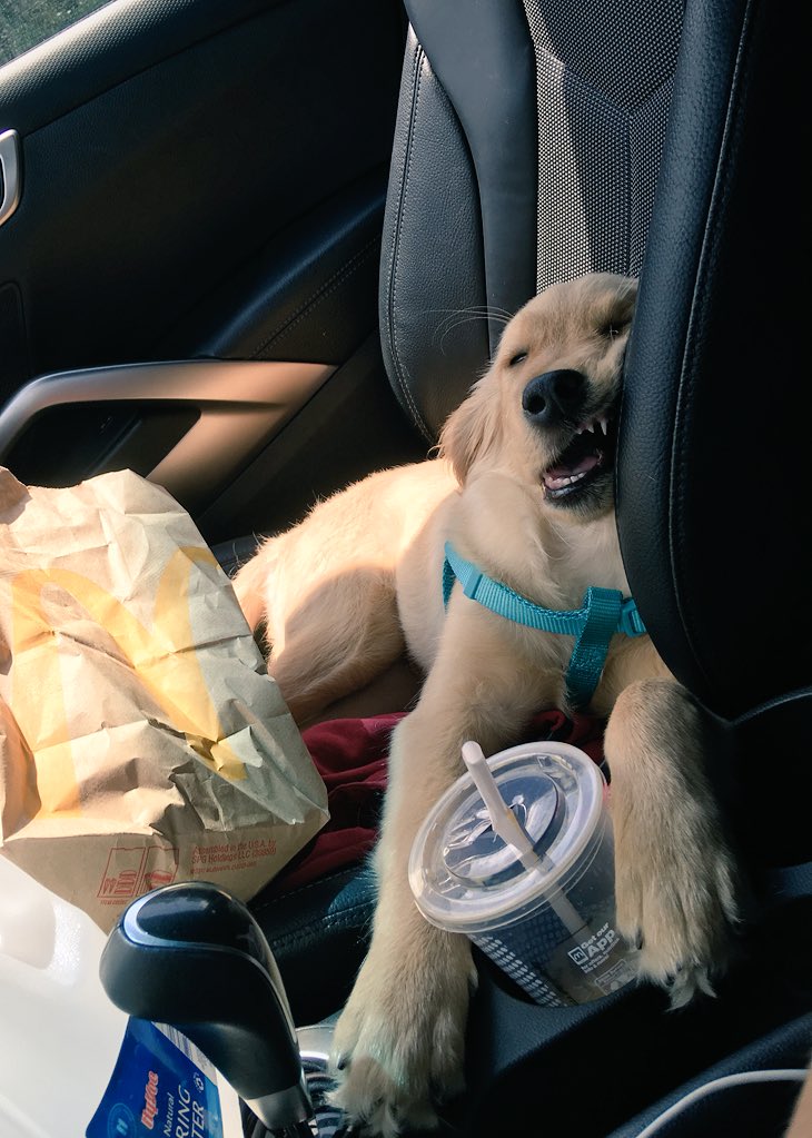 abbymfdyer's tweet photo. Just drove across the country and had to capture this beauty.
#roadtrip #goldenretriever #slumped https://t.co/G77ECi0cez