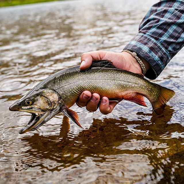 YukonGF's tweet photo. For as good as I am at walking, I'm equally bad at hiking. Snap by @eatsonthefly #flyfishing #troutsflyfishing #colorado #rising3474 #downandaway #hikingistheworst #brookay #sonyalpha https://t.co/xC8FCIaWa4 https://t.co/MLvEiEP44u