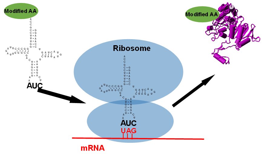 Molecules_MDPI's tweet image. #mdpimolecules Recent Development of Genetic Code Expansion for Posttranslational Modification Studies mdpi.com/313686 
#GeneticCodeExpansion #PosttranslationalModification #SyntheticBiology 
@UArkansas