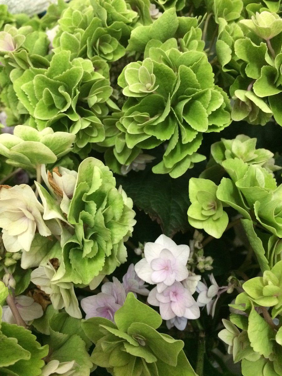 ciel alencon シエル در توییتر 昨日桑名の花ひろばで買った紫陽花フェアリーアイ 脇芽が凄く出ていて来年用の苗のつもりで買ったから花が緑でも良かったんだけど 切ろうか迷い中 マジカルレボリューションみたいに緑になっても楽しめる品種なんだけど ciel alencon シエル در توییتر 昨日桑名の花ひろばで買った紫陽花フェアリーアイ 脇芽が凄く出ていて来年用の苗のつもりで買ったから花が緑でも良かったんだけど 切ろうか迷い中 マジカルレボリューションみたいに緑になっても楽しめる品種なんだけど