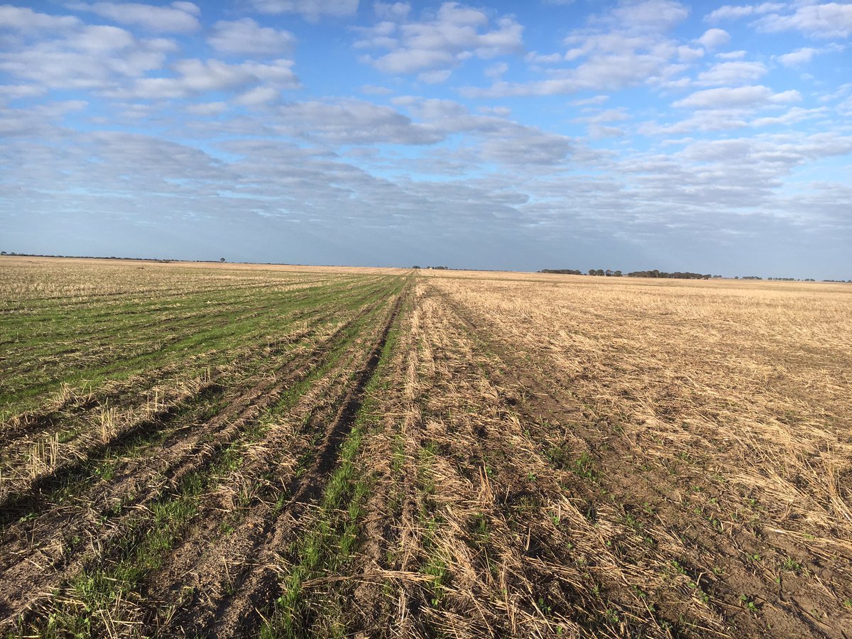 Left no pre em, right Propyzamide doing its thing