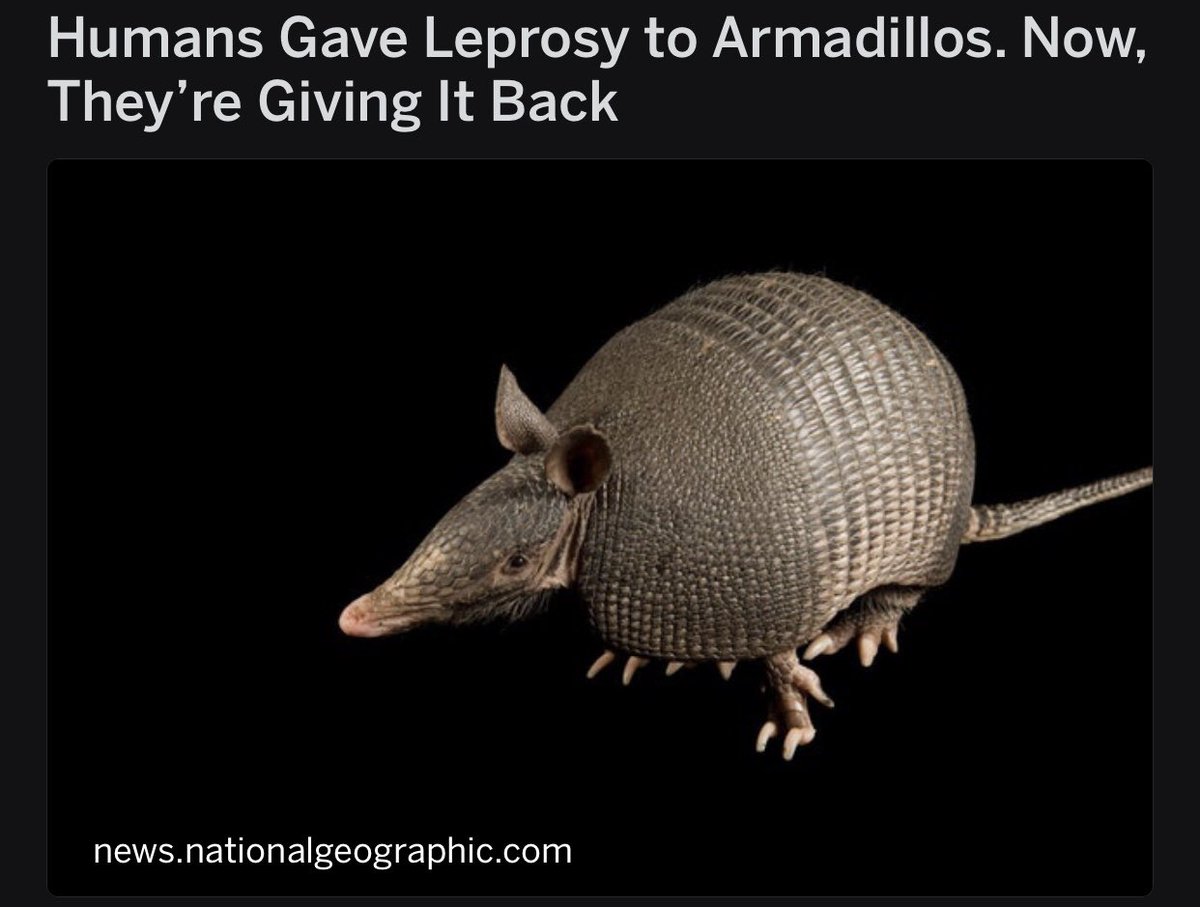 девятипоясный броненосец. щетинистый броненосец. броненосец животное опасное ли. животные америки броненосец. броненосец животное опасное ли.