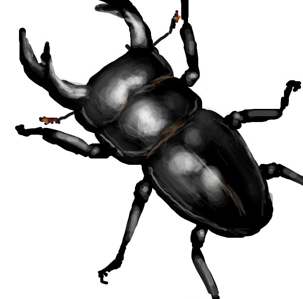 ヘラクレスオオカブトのtwitterイラスト検索結果 古い順 ヘラクレスオオカブトのtwitterイラスト検索結果 古い順