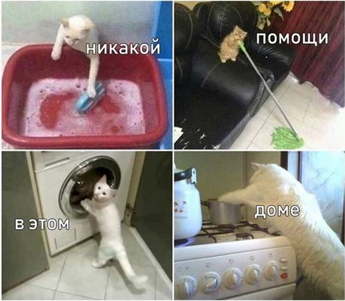 IraPanov's tweet photo. Котэ они такие))) чтобы мы без них делали )))) 
#кошки #коты #cats https://t.co/nFNsG1yhWU