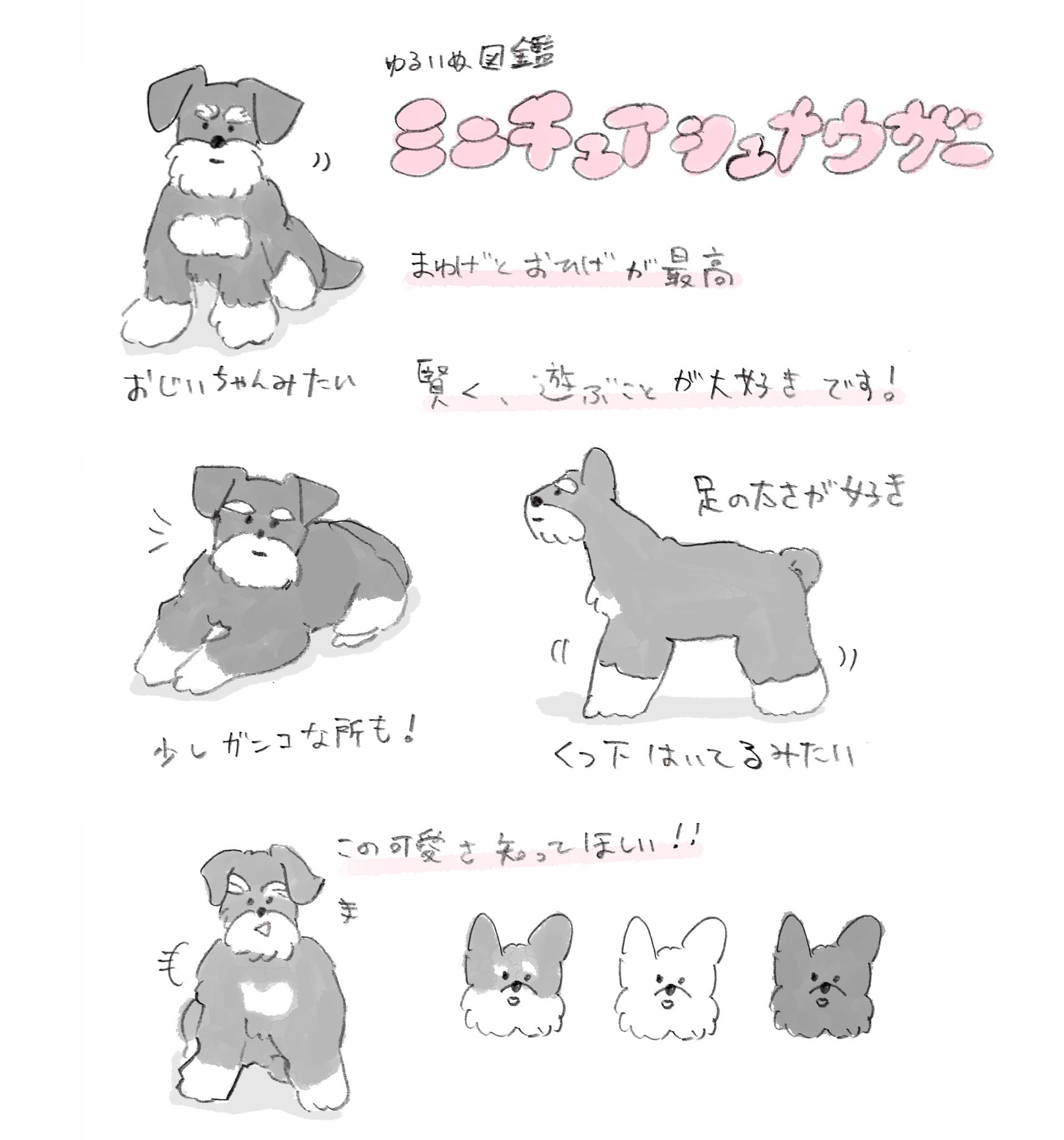 じゅん ゆるいぬ図鑑 ミニチュアシュナウザー まゆげと口もとのふさふさが 可愛すぎるシュナちゃん T Co La7pzhyz6l Twitter