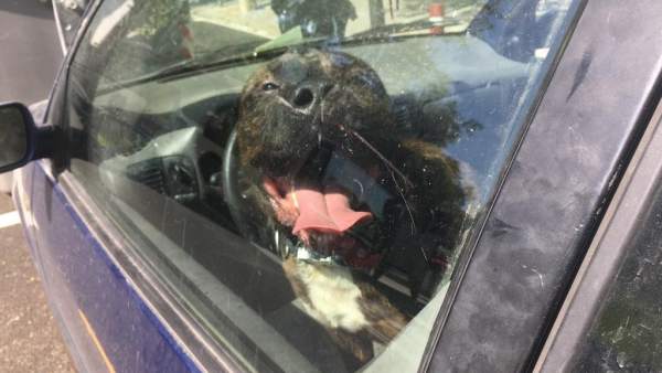 ¡No existe pretexto!, tú tampoco aguantarías encerrado en el coche con este calor. 

🔴 ¡NO!, no dejes a tu perro 🐶 solo en el coche: ni un momento, ni un instante, ni unos minutos, ni un tris, ni un segundo.
¡En 20' puede morir!