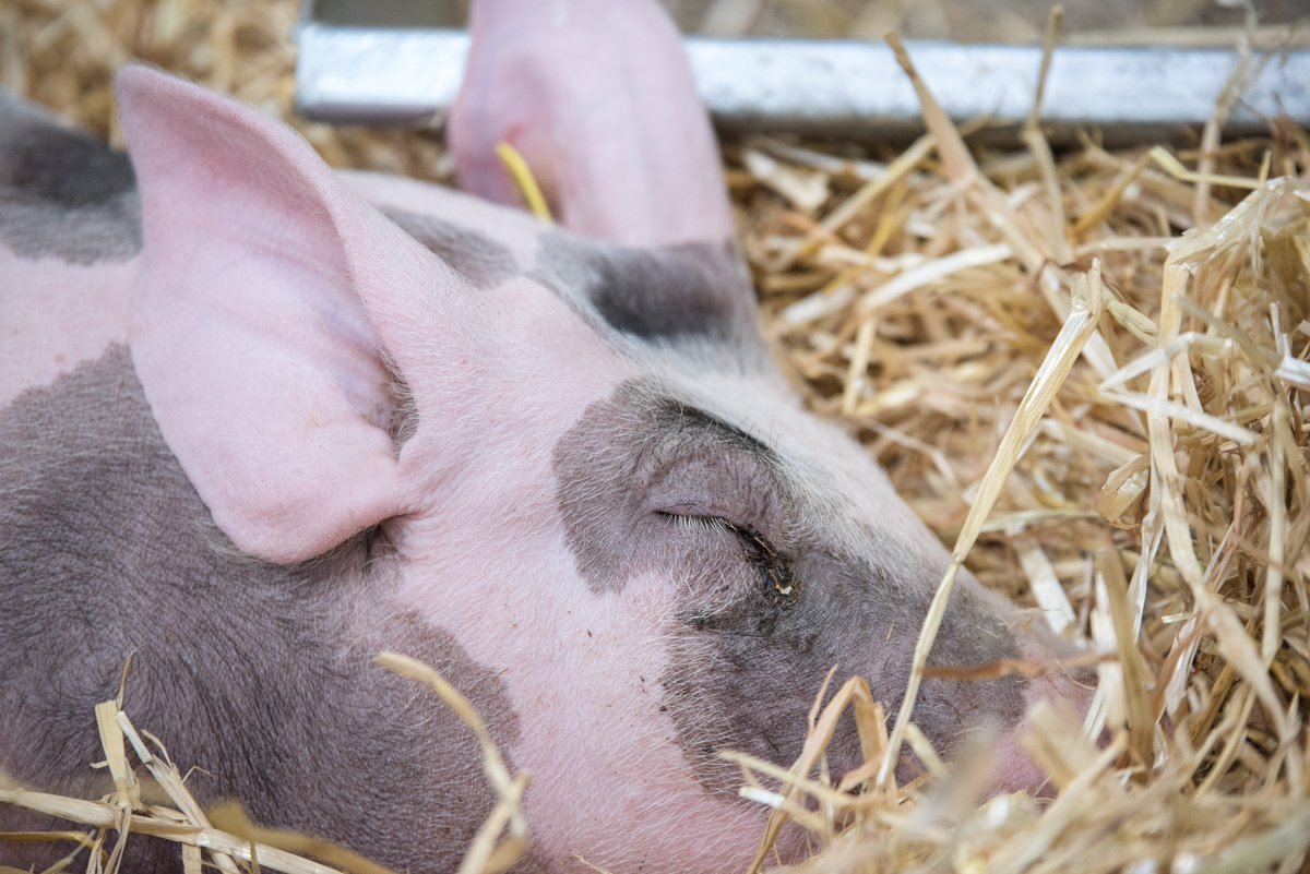 Chacun sa #MondayMotivation ! 🐷 Bonne semaine à tous ! 💪#SIA2019