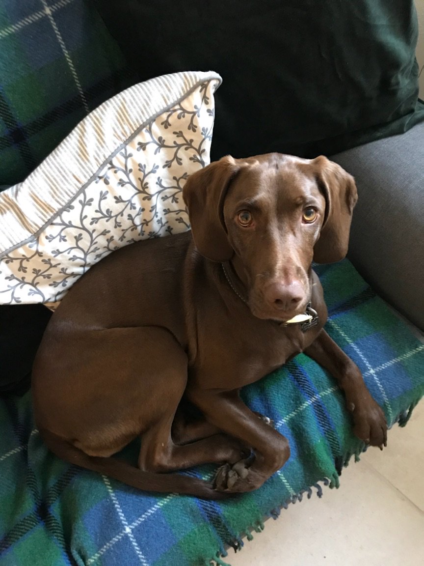 Otis_TopDog's tweet photo. Mam says I'm going to meet a new fursis #betsy on Thursday... Mam says I've not to do naughty things or frighten her, fink I might be going to a new home with her! Isn't she sweet!? https://t.co/sG8Y4a6xVM