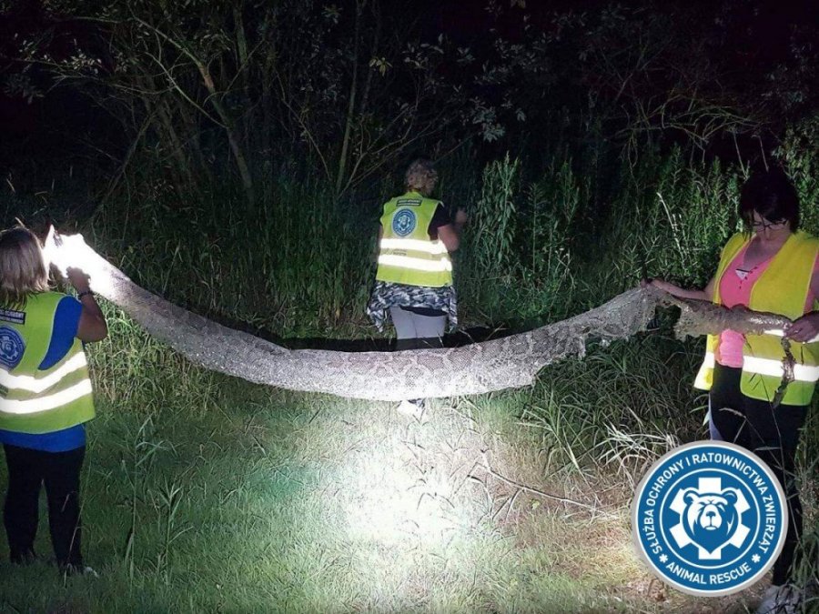 Policja_KSP's tweet image. Policjanci z #Piaseczno i #Konstancin apelują o ograniczenie spacerów i ostrożność nad brzegiem Wisły, szczególnie pomiędzy miejscowościami Gassy i Cieciszew. Znaleziono tam wylinkę należącą do pytona tygrysiego. Wąż może mieć nawet do 6 metrów długości.