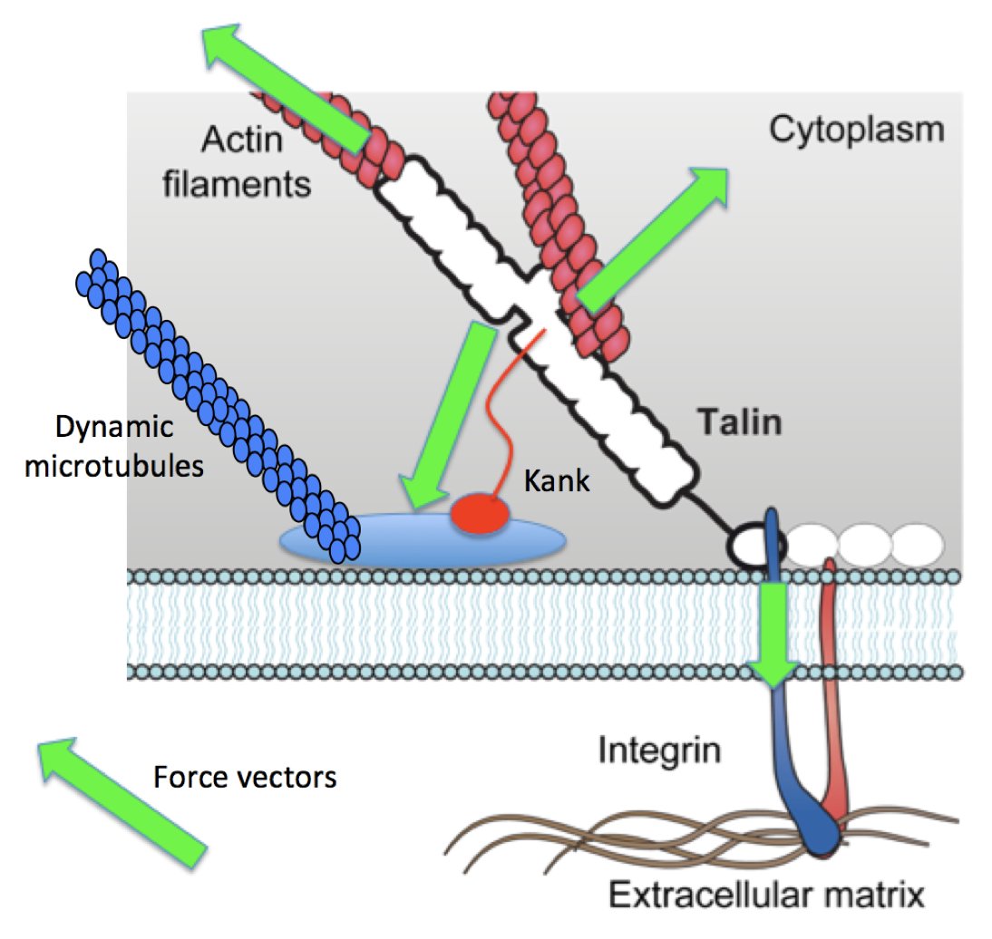 bengoult's tweet photo. "The talin code: deciphering mechanotransduction using structural mechanobiology" Tuesday 9:25am in Structural Biology II - South Hall 2A. #FEBS_2018 - hear about how cells convert mechanical forces into biological signals. https://t.co/p19kT02OL1 โฆ https://t.co/0j2W0hzNpL
