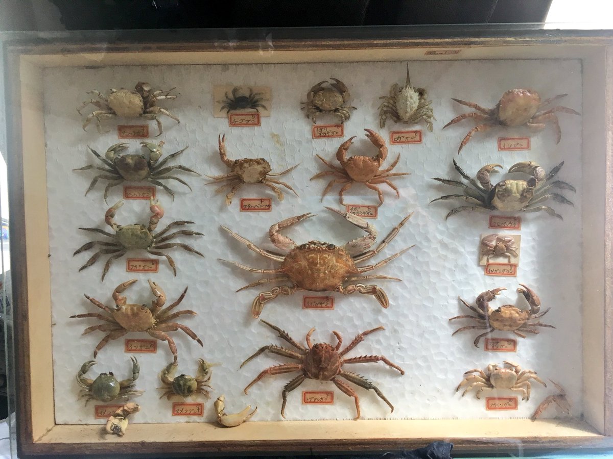 Post by プー次郎 on X: カニの標本