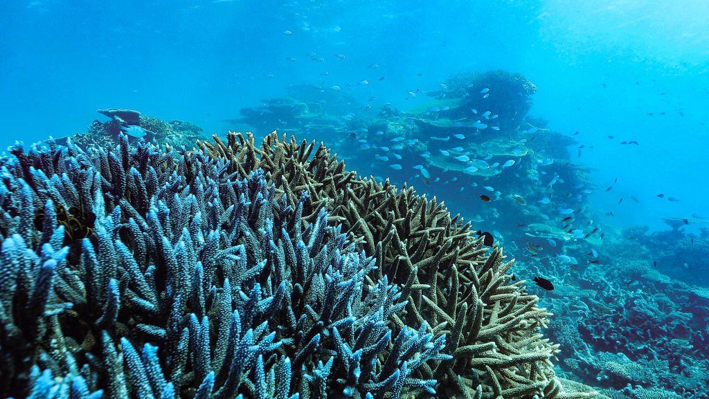 'Environment is our economy': Tourism wakes up to a reef in peril ow.ly/2IX930kR5eJ via <a href="/smh/">The Sydney Morning Herald</a> #GreatBarrierReef