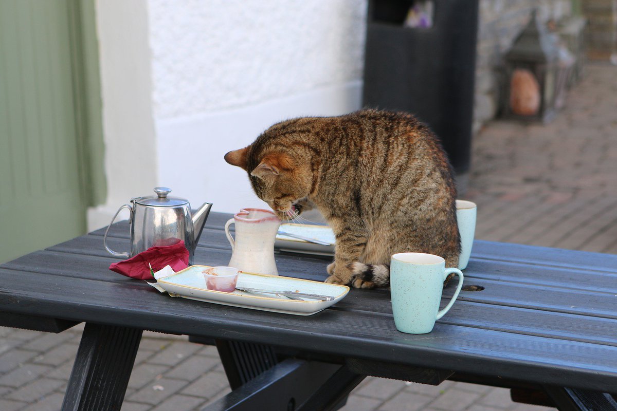 oascities's tweet photo. "Put the cats on the table": That's N°1 of 33 key takeaways for #smartcity policy-makers from #IoTWeek2018: Find out what it means here: https://t.co/Ol1Wt48Vrz https://t.co/PaOysiZ49a