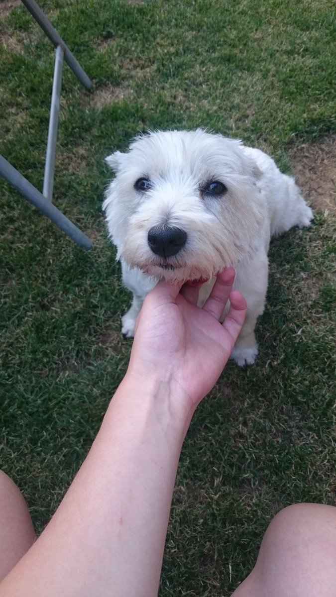 happy paws and claws