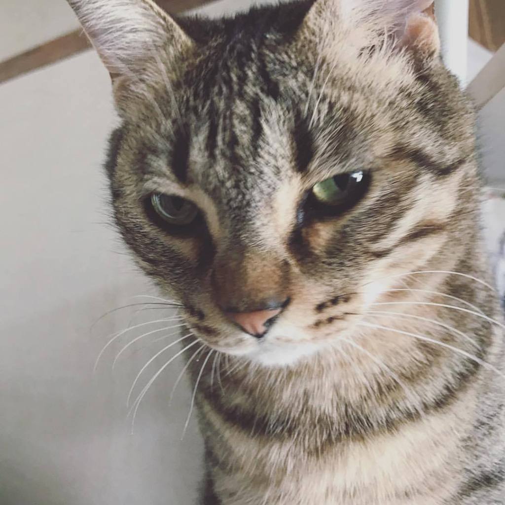 アニマルライブラリー على تويتر 猫の流し目のまとめ お気に入りのニャンコの瞳を見つけてくださいね 猫 流し目 まとめ にゃんこ ねこ ネコ アニマルライブラリー T Co Afbionpheq