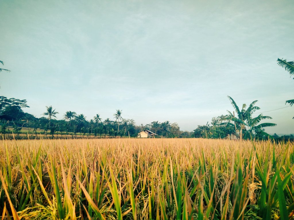 Hamparan sawah menguning musim panen di #DesaMatangaji