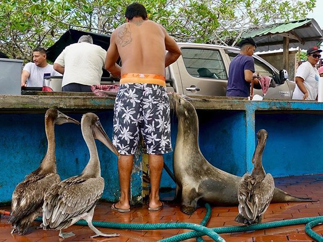 terrascuba's tweet image. ...meanwhile, at the fish counter... #galapagosislands #fishcounter #sealion #pelican #pelicans #adventure #travel #galapagos #weird #funny #amazing #islandlife ift.tt/2NyeWmW