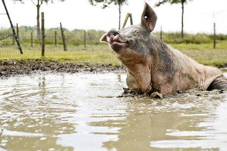 Twee bioboeren strijden om mooiste modderpoel 2018 <a href="/wakkerdier/">Wakker Dier</a>
biojournaal.nl/artikel/30172/…