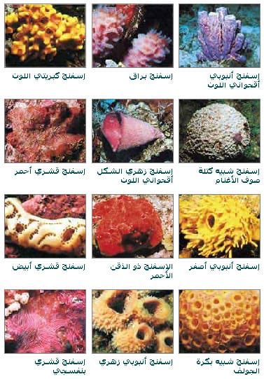 جاسم البلوشي tweet media