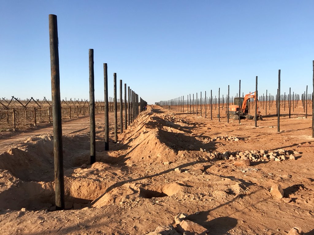 dwkamfer3's tweet photo. Orange River area, Northern Cape, South Africa. 🇿🇦🍇 https://t.co/rdMnUvucxY