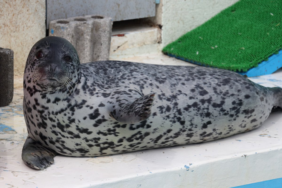 Narick على تويتر 18 05 19 撮影 ノシャップ寒流水族館のアザラシ達はどうしてこんなに愛らしいんでしょうか ハーイのポーズもチューもなんかかわいい そして人間の目線とアザラシの目線が近いから すごく身近に感じられる アザラシ あざらし ノシャップ寒流