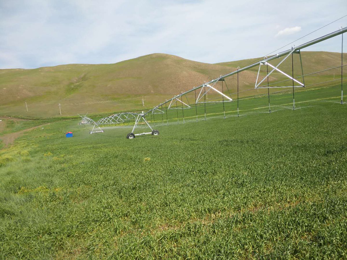 MapleYu7's tweet image. 