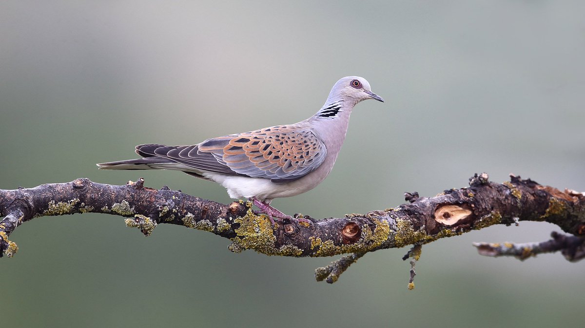 .<a href="/f_artemisan/">Fundación Artemisan</a> presenta PIRTE, un plan para la recuperación de la tórtola europea. laperdizroja.com/naturaleza/art…