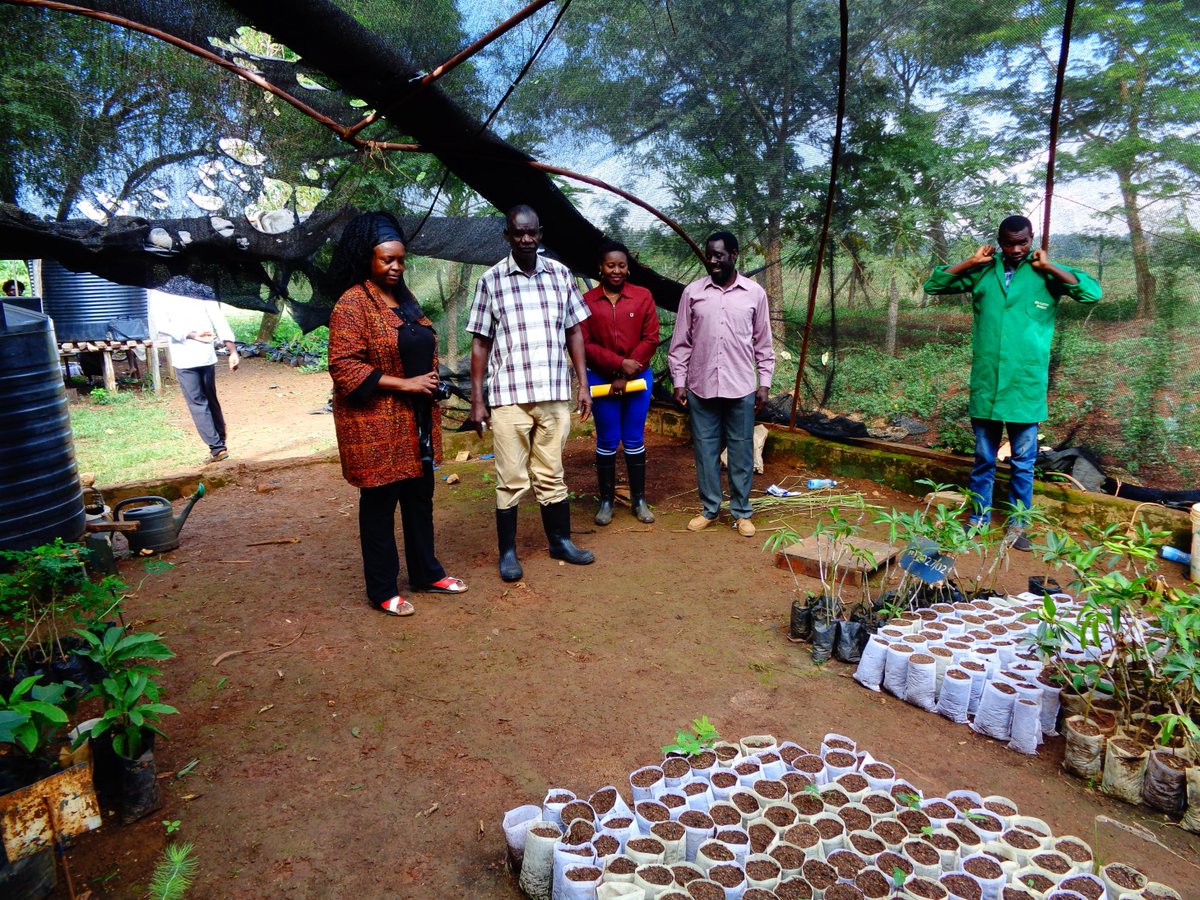 Ayaga_George's tweet photo. Last week KALRO Alupe Centre was privileged to host Dr. Lusike, Crops Director, KALRO and Ms Violet, NRM-USAID. The team visited different sections to see the Center's progress. Together they were accompanied by Lead Agronomist, Dr. John Achieng' among others https://t.co/Avkxb4JAFv