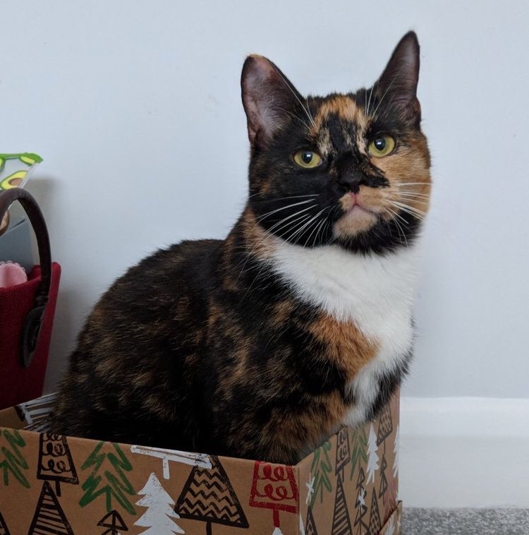 Rio is missing from the SE25 area, she is a small ginger &amp; black cat with a white bib. Please look out for her in &amp; around the area &amp; contact <a href="/JessMessEdwards/">Jess Edwards</a> with any information. RT