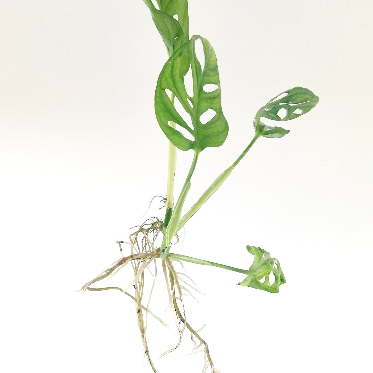 Look at the roots on our Adansonii cutting! It's growing like mad #adansonii #unusualhouseplants