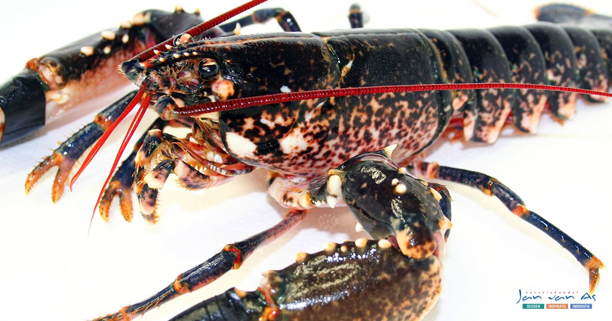 De Oosterscheldekreeft, alleen deze week nog leverbaar. Vanaf 15 juli uit het seizoen. Als alternatief kun je het beste gaan voor de Europese kreeft. Vragen of meer weten? Bel gerust naar 020-5829990 of mail naar vishandel@janvanas.nl