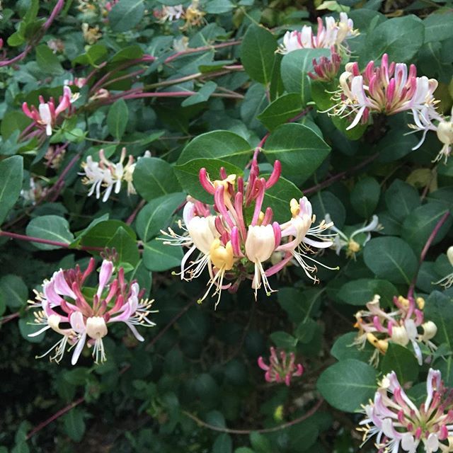 Honeysuckle smelling great! Available this week #britishflowers #scentedflowers #yorkshiregrown #flowersforflorists #grownnotflown #wholesalebritishflowers ift.tt/2uk7dA4