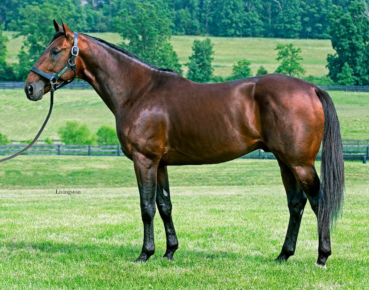Seaside_148's tweet photo. DOWNBYTHESEASIDE's first year in the stallion barn could not have gone any better! He knocked it out of the park with fantastic pregnancy rates. Can't wait for the future of this stallion! #FallInLoveAtTheSeaside #WhatAStud

📸 @DRFLivingston https://t.co/WOIhRh2BED
