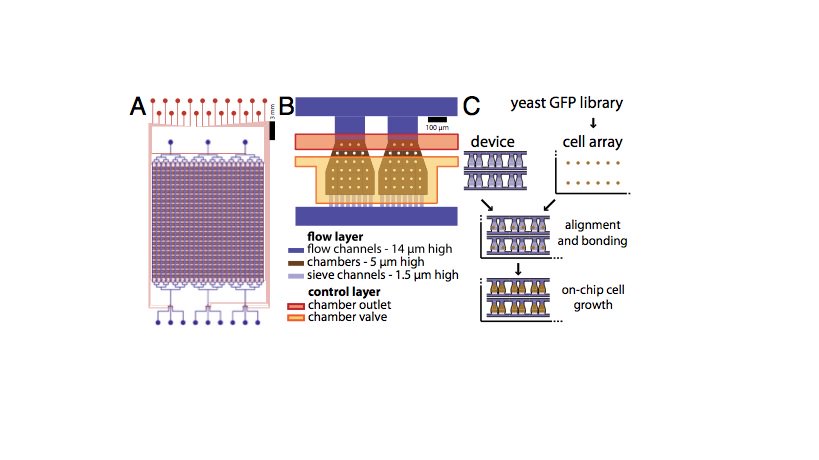 metafluidics's tweet image. Start off this week with a look at this High-throughput yeast microchemostat developed by Sebastian Maerkl! Take a look at this downloadable file @ metafluidics.org/devices/high-t… and more of Sebastian&apos;s devices! #metafluidics #microfluid #synthetic #biology