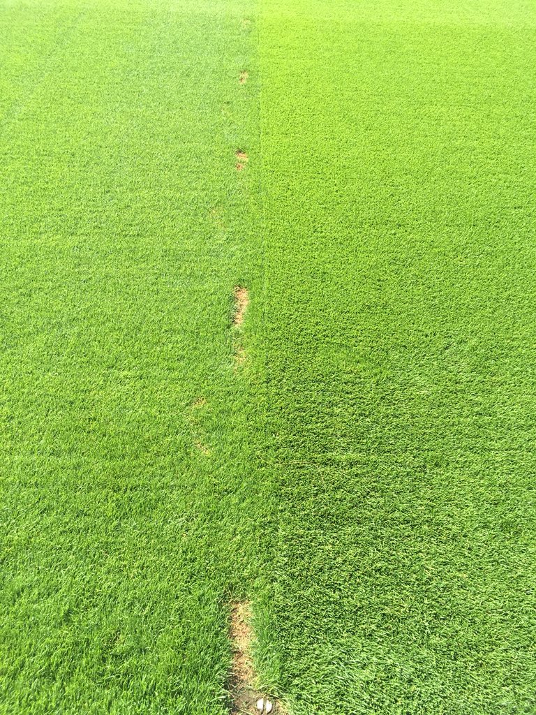 Warning ‘Keep Off The Grass’ signs don’t apply to some people 😡 . Please, unless instructed by the grounds staff keep off the pitch. You never know what you might be trampling onto the surface. <a href="/the_iog/">جوناثان</a> @Turfies_United <a href="/TurfBusiness/">Turf Business</a> <a href="/TurfMatters/">Turf Matters</a> <a href="/greenkeepingmag/">GreenKeeping</a> #FootPrints
