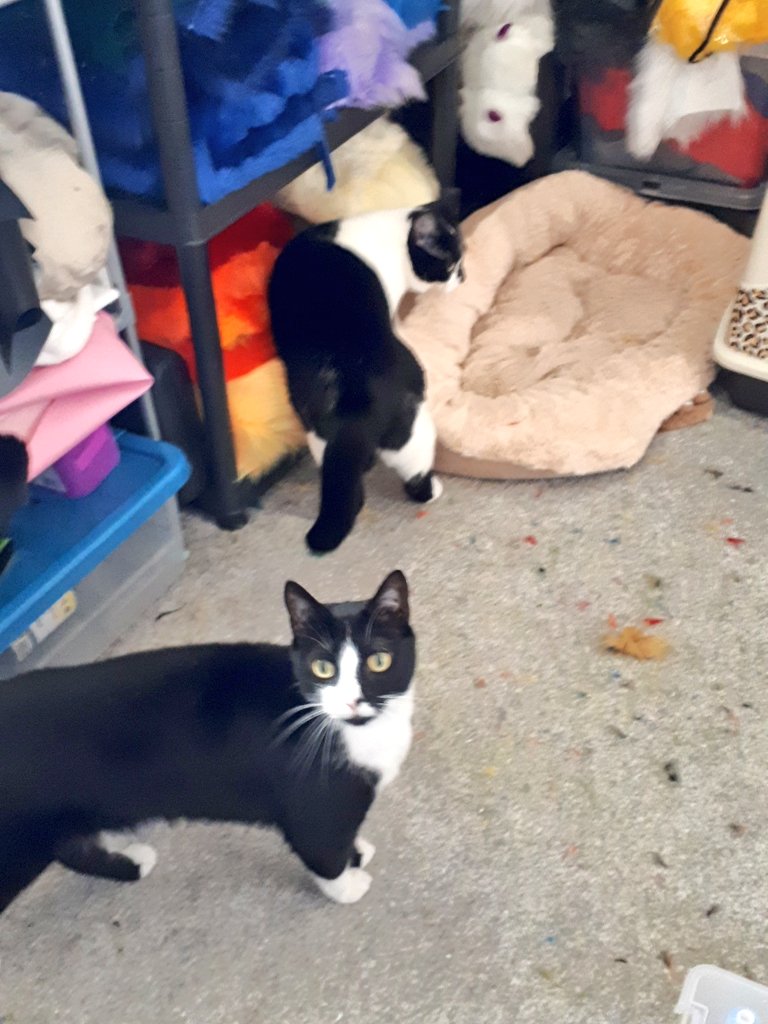 selkiesuits's tweet photo. Organisation goals! #rainbow #muchfluff
Fur delivery sorted! Including lots of fluff for @jac0b_heath Approved by the cats...now onto furring a bunny! https://t.co/cPSl82oOOv