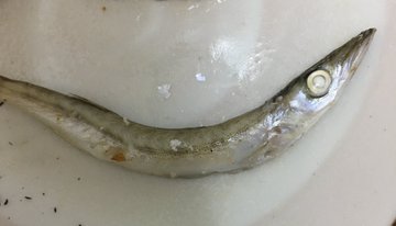 アイゴの食べ方は刺身が一番 味わいは さばき方や毒針の注意点も紹介 ちそう
