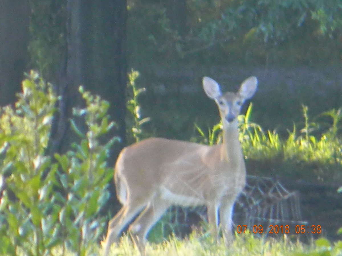 Took these with the Nikon camera this morning behind the house. Lawtey,Florida
#myfwc #floridadeer #lawteyflorida #floridaoutdoors