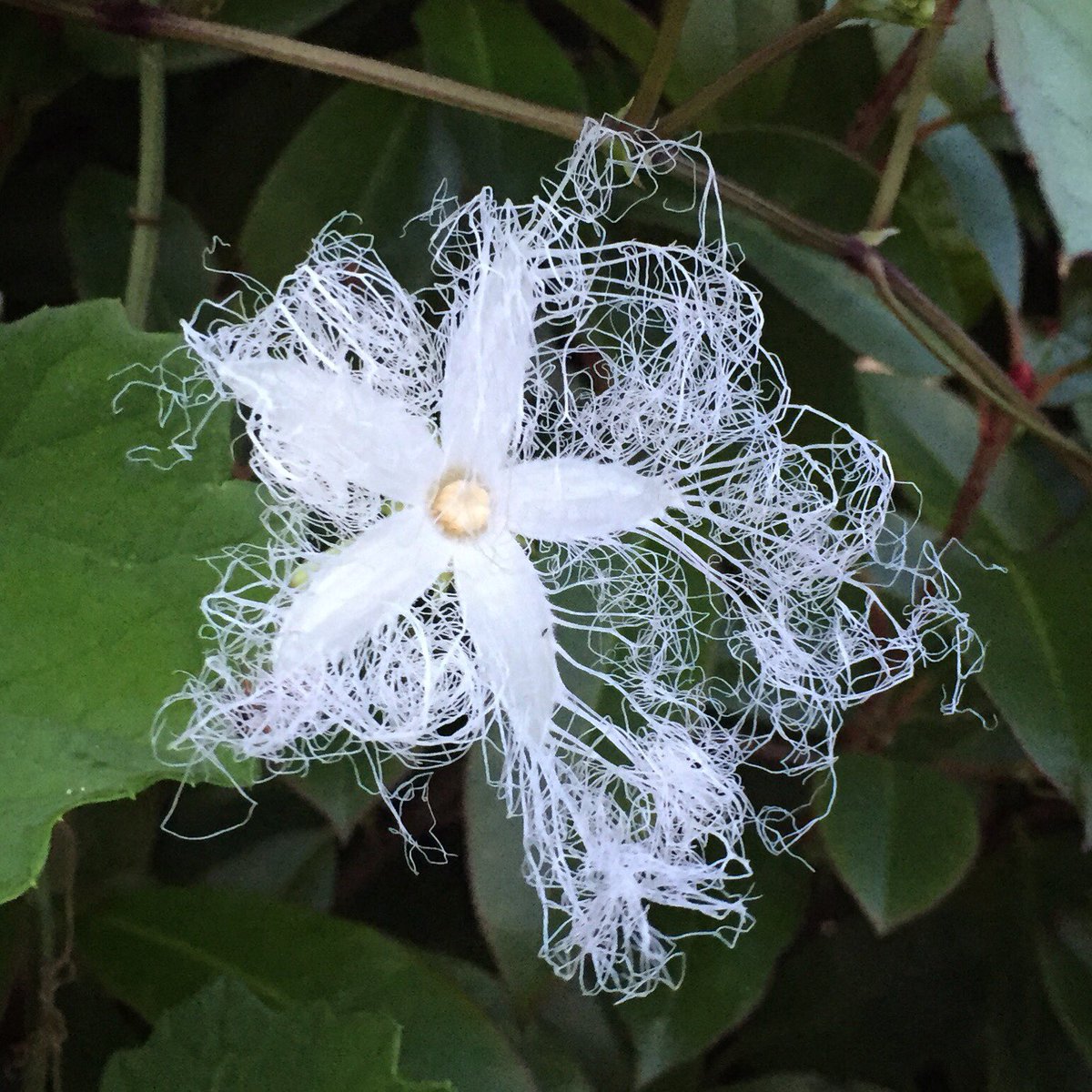 すべての花の画像 新鮮なカラスウリ 花言葉