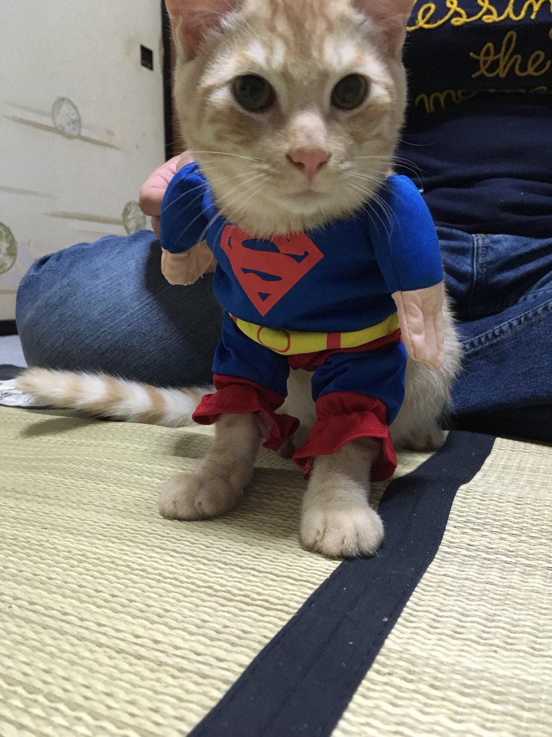 いち ねこ ネコ ニャンコ ねこコスプレ スーパーマン ファラオさん もスーパーマンになってみた の巻 スーパーマンって 何なんにゃ T Co Uv9yhtktpm Twitter
