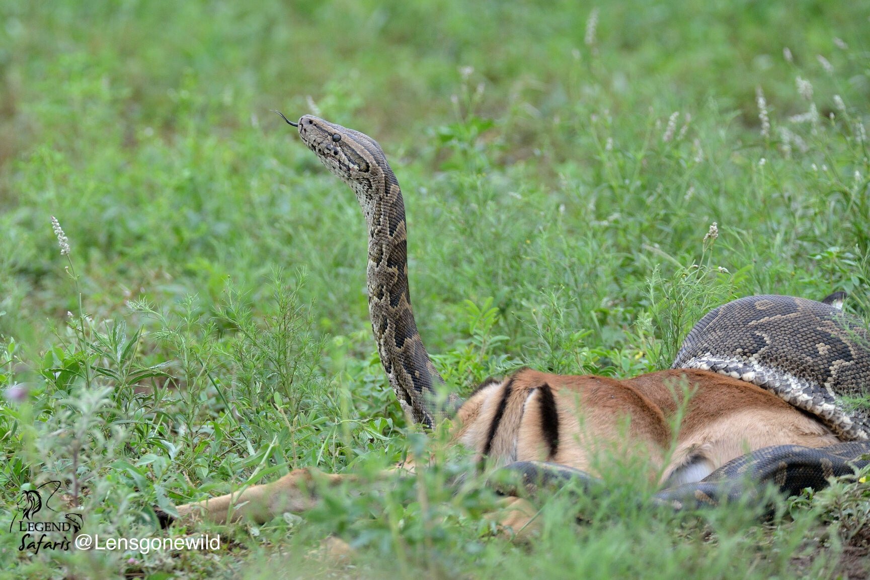 Snake Eating Gazelle