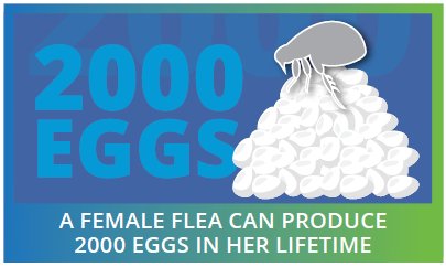 PetHospitalUxb's tweet image. If your cat has fleas, your home may be infested! Ask your vet about products that help control fleas – and ticks, too. #fleaandtickcontrol