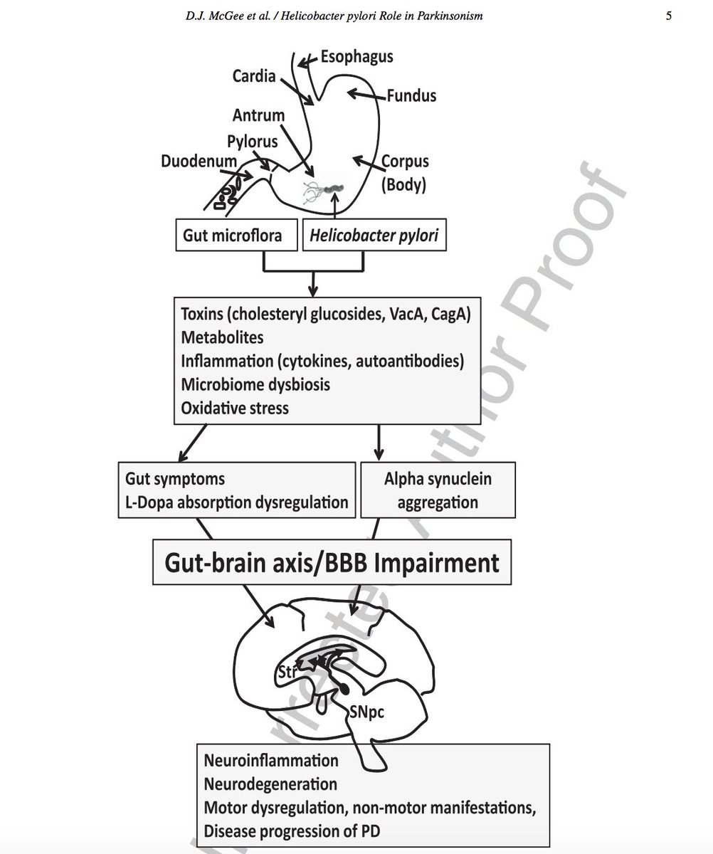 Хеликобактер схема без антибиотиков. Схемы лечения инфекции Helicobacter pylori. Антибактериальная терапия хеликобактер пилори схема. Иррадиация хеликобактер пилори схема. Хеликобактерная терапия схемы.