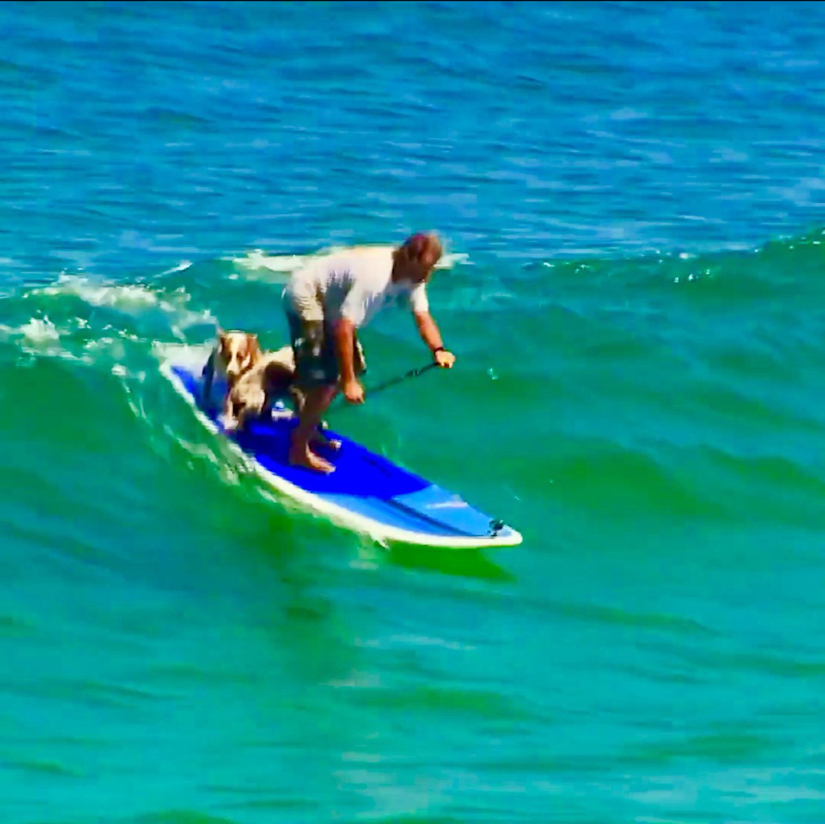 sanshui596's tweet photo. #MrdeAboitiz created #NaturalBalanceDog #in2006, a #school #designed to '#bringoutthebest' in the #relationship between #pets & #owners. '#Paddleboarding with your #dogs is a great way to #bond with them,' he told the #ManlyDaily. #Manly #NSW #Australia #surfing #dogs #surf #ca https://t.co/mgFukkvUPM