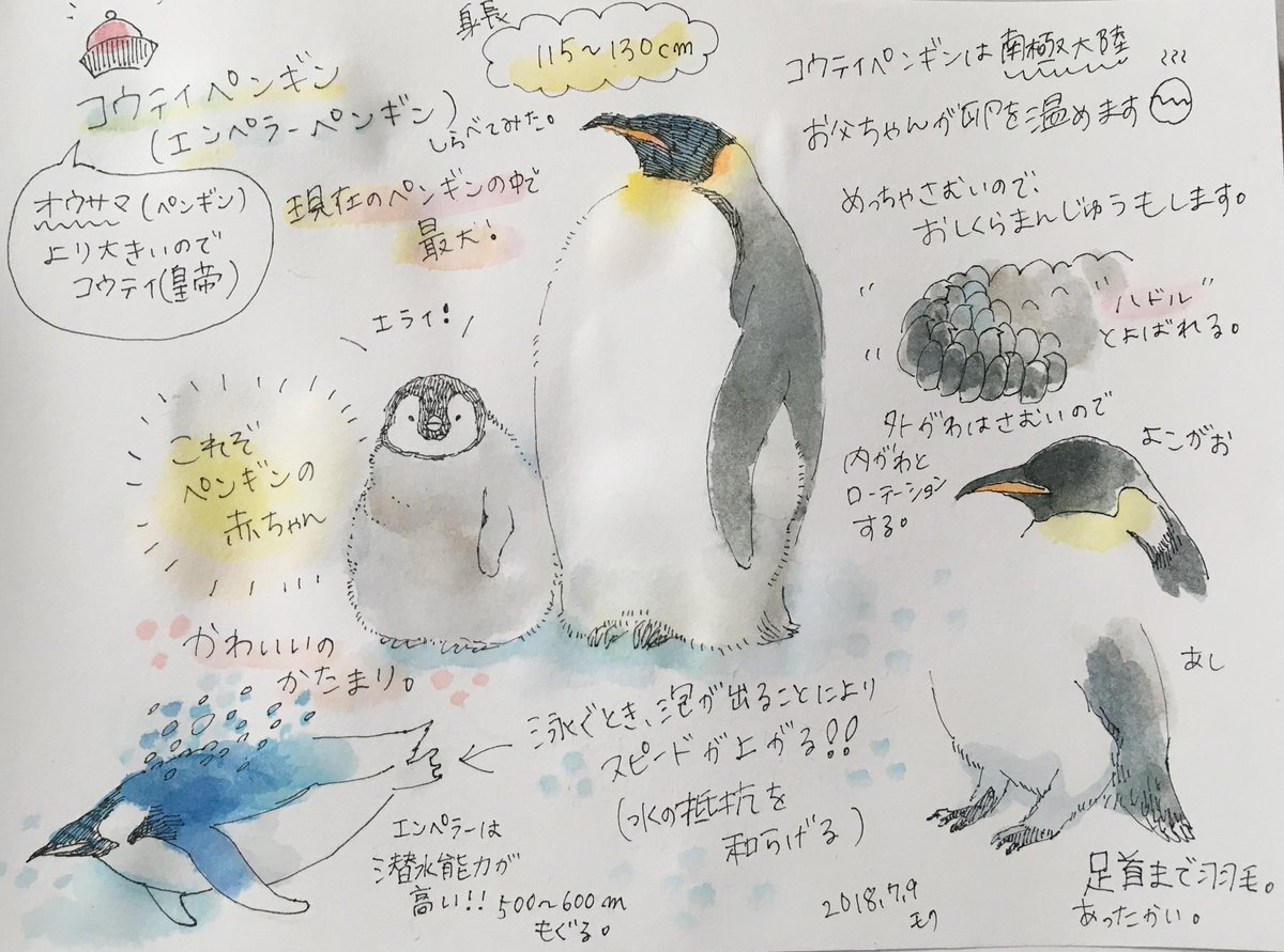 今日はコウテイペンギン調べてみた。
コウテイペンギンは南極大陸。
#モク図鑑 