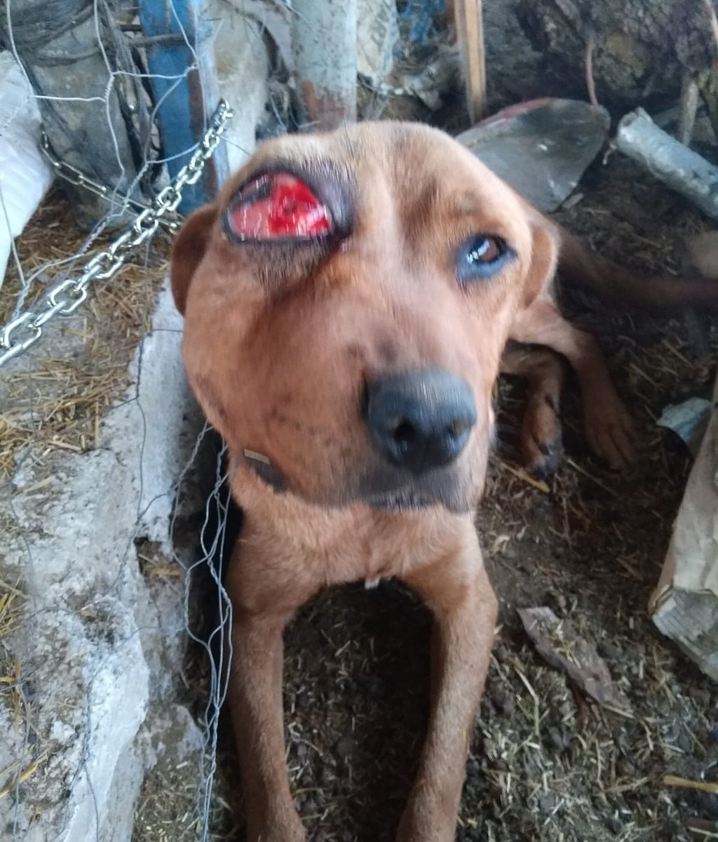 ttubtub's tweet photo. Tedavi olabilmesi için Tokat'tan Ankara'ya gitmesi gerekiyor. @haysevder tedaviyi ustlendi fakat 650 lira nakil ücreti desteğine ihtiyacimiz var. Lütfen az cok demeden destek olur musunuz hic birşey yapamiyorsaniz bile paylasir misiniz 🙏
505 010 45 60 https://t.co/gMZGLqKRuO