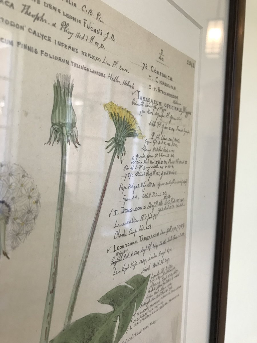 lewisginter's tweet photo. Pollinator week is over but you can still view a display of #Descubes #pollinator art! These prints were selected for their nectar value to pollinators. Best nectar value: clover & dandelions. Why not let these run wild in your lawn to support the #bees ?
#RVAart #pollinators https://t.co/q2uBy1LBfT