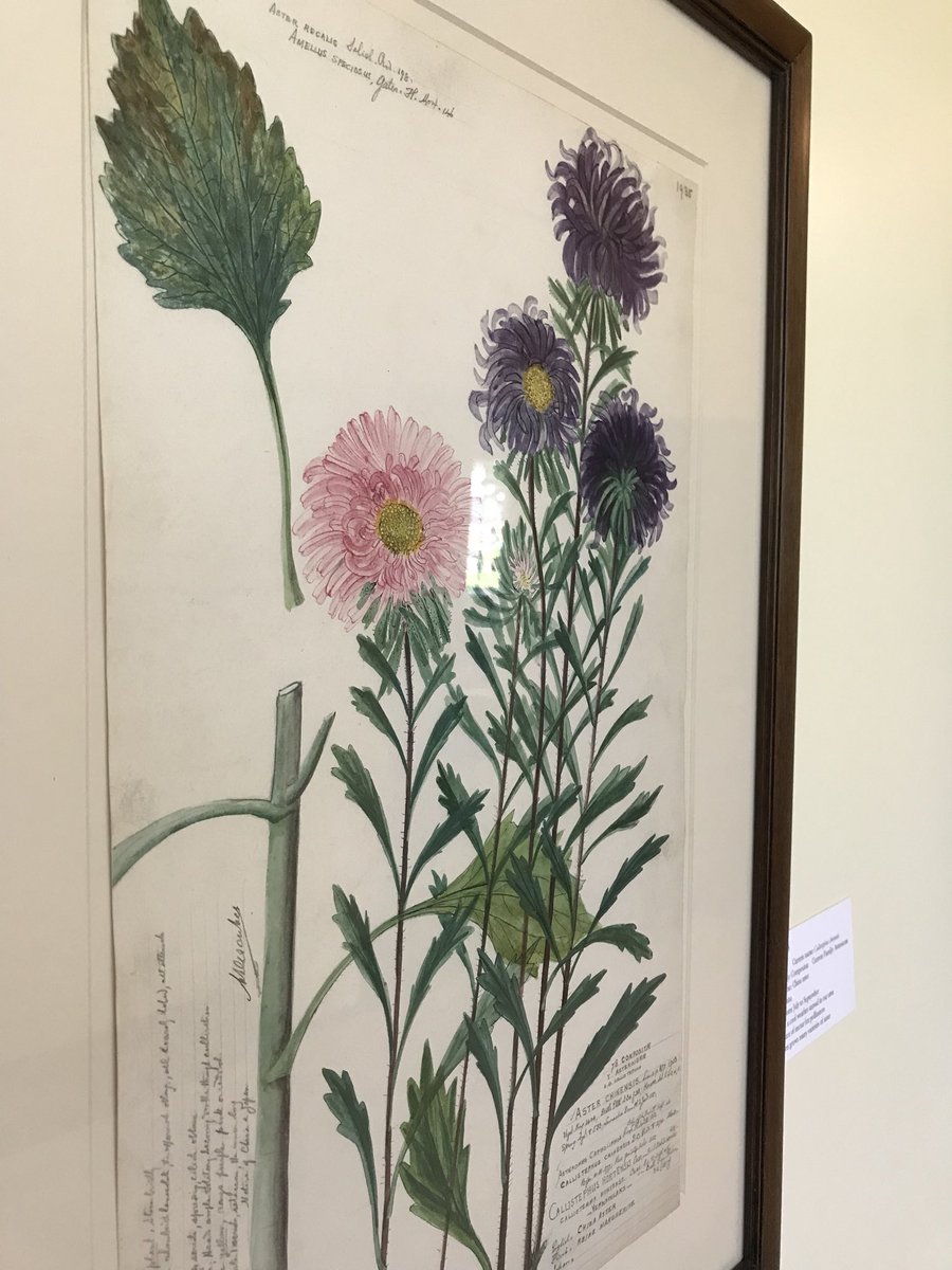 lewisginter's tweet photo. Pollinator week is over but you can still view a display of #Descubes #pollinator art! These prints were selected for their nectar value to pollinators. Best nectar value: clover & dandelions. Why not let these run wild in your lawn to support the #bees ?
#RVAart #pollinators https://t.co/q2uBy1LBfT